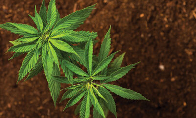 Business Plan for Hemp Farming