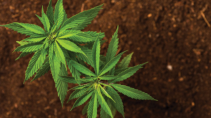 Business Plan for Hemp Farming